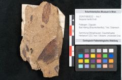 Foto (Objekt + Etikett) von Sequoia hardtii Endl. (NHMW-GEO-2024-0188-8232)